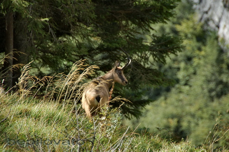 Gruppo del Cimonega, Dolomiti Bellunesi